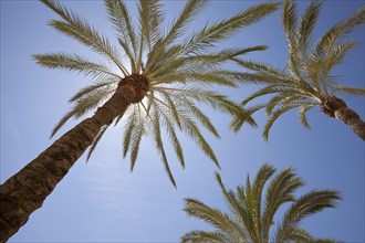 Palms (Arecaceae) in sunlight
