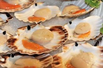 Scallops on sale at the fish market