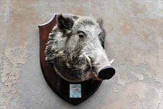 Wild boar trophy hanging on the wall of a deli or delicatessen food store