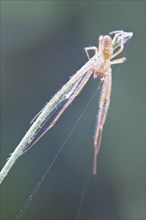 Tetragnatha spider (Tetragnatha extensa)