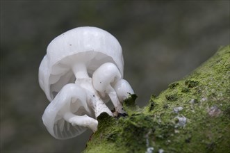 Porcelain Fungus (Oudemansiella mucida)