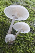 Porcelain Fungus (Oudemansiella mucida)