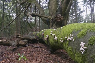 Porcelain Fungus (Oudemansiella mucida)