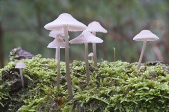 Bonnets (Mycena sp.)