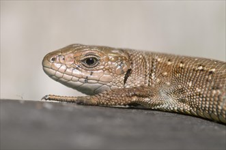 Common lizard (Lacerta vivipara)