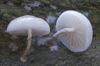 Porcelain mushrooms (Oudemansiella mucida)