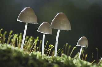 Mycenoid mushrooms (Mycena sp.)