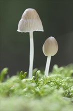 Mycenoid mushrooms (Mycena sp.)