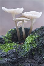 Mycenoid mushrooms (Mycena sp.)