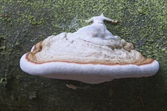 Tinder Fungus or Hoof Fungus (Fomes fomentarius)