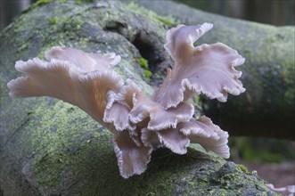 Branched Oyster mushroom (Pleurotus cornucopiae)