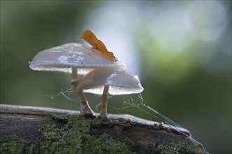 Porcelain Fungus or Slimy Beech Cap (Oudemansiella mucida)