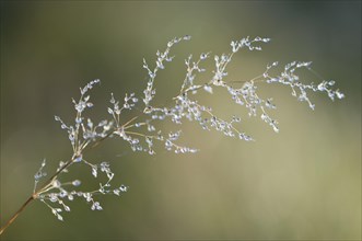 Dewdrops on grass