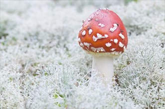 Fly Agaric mushroom (Amanita muscaria)