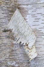 Bark of a Silver Birch (Betula pendula