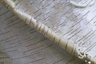 Bark of a Silver Birch (Betula pendula