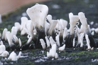 Candlestick Fungus or Carbon Antlers (Xylaria hypoxylum)