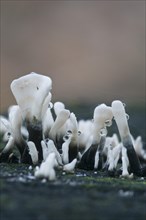 Candlestick Fungus or Carbon Antlers (Xylaria hypoxylum)