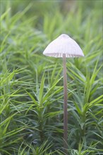 Bonnet (Mycena sp.)