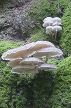 Porcelain Fungus or Slimy Beech Cap (Oudemansiella mucida) on an old Beech (Fagus sylvatica)