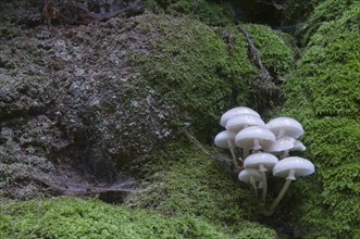Porcelain Fungus or Slimy Beech Cap (Oudemansiella mucida) on an old Beech (Fagus sylvatica)