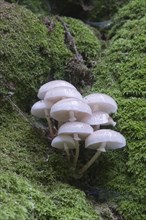 Porcelain Fungus or Slimy Beech Cap (Oudemansiella mucida) on an old Beech (Fagus sylvatica)