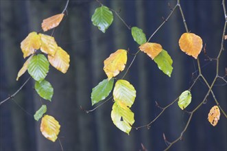 Beech leaves (Fagus sylvatica) in autumn