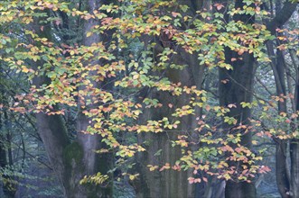 Beech leaves (Fagus sylvatica)