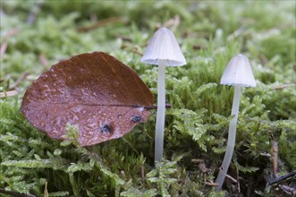 Bonnets (Mycena sp.)