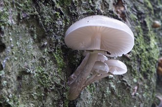 Porcelain mushroom (Oudemansiella mucida)