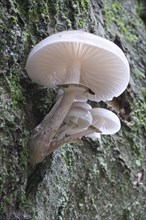 Porcelain mushroom (Oudemansiella mucida)