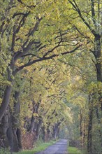 Avenue with Oaks (Quercus robur)