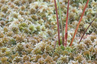 Common cottongrass (Eriophorum angustifolium) on peat moss (Sphagnum sp.) Heseper Moor