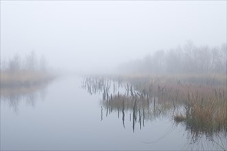 Fog in the Dutch bog of Bargerveen Nature Reserve