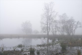 Fog in the Dutch bog of Bargerveen Nature Reserve