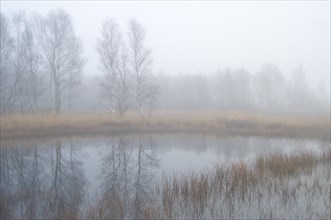 Fog in the Dutch bog of Bargerveen Nature Reserve