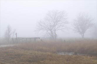 Fog in the Dutch bog of Bargerveen Nature Reserve