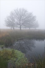 Fog in the Dutch bog of Bargerveen Nature Reserve