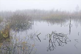 Fog in the Dutch bog of Bargerveen Nature Reserve