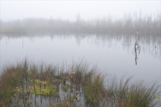 Fog in the Dutch bog of Bargerveen Nature Reserve