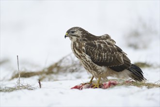 Buzzard (Buteo buteo) with prey in its talons