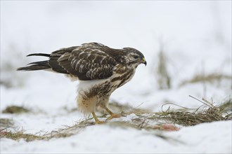 Buzzard (Buteo buteo)