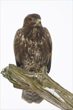 Buzzard (Buteo buteo)