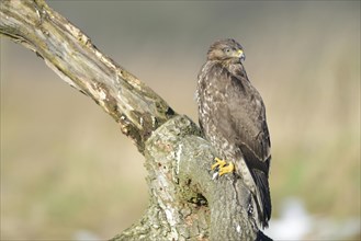 Buzzard (Buteo buteo)