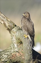 Buzzard (Buteo buteo)