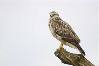 Buzzard (Buteo buteo)