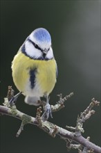 Blue Tit (Cyanistes caeruleus