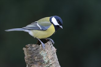 Great Tit (Parus major)