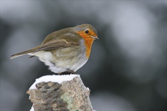 Robin (Erithacus rubecula)