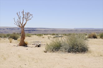 Dead quiver tree or Kokerboom (Aloe dichotoma)